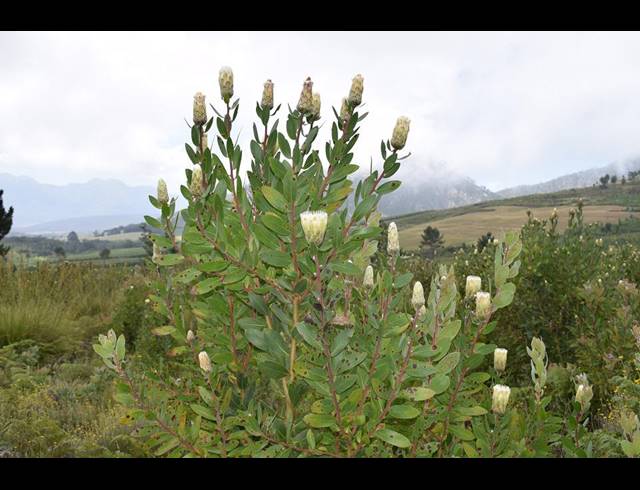 1,060HA FARM FOR SALE IN GEORGE RURAL